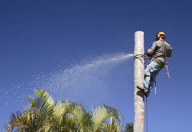 Tree Care