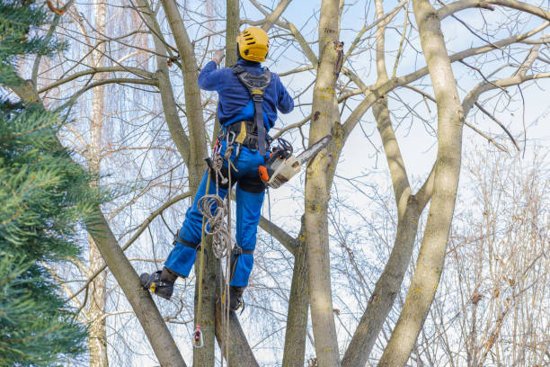 Best Palm Tree Trimming  in Brigham City, UT