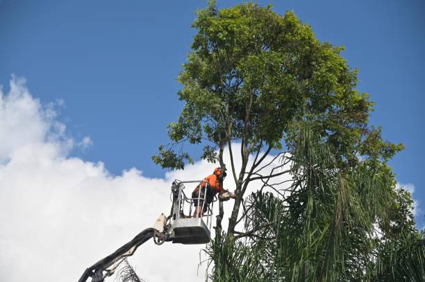 Best Leaf Removal  in Brigham City, UT