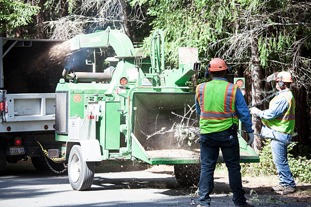 Best Commercial Tree Services  in Brigham City, UT