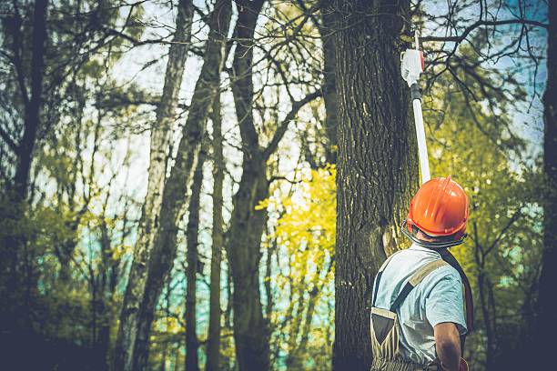 How Our Tree Care Process Works  in  Brigham City, UT